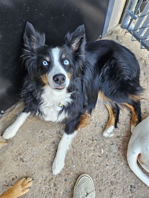 The Dog House Rules | Englewood CO