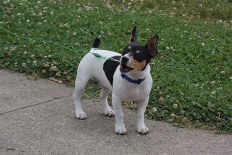 Is The Teddy Roosevelt Terrier A Good Breed Of Dog