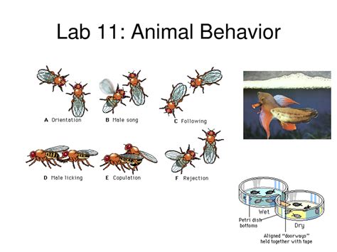 Behavior - Animals-