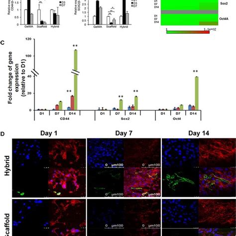 Relative Transcript Expression Levels Of Cancer Stem Cells Markers In