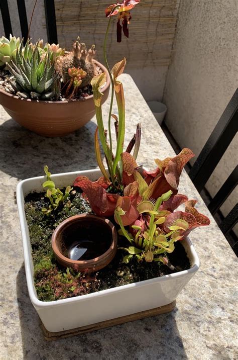 My Balcony Bog 🥰 Rsavagegarden