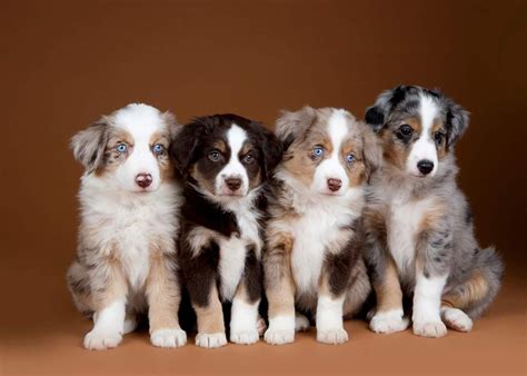 australian shepherd dog colors  complete list