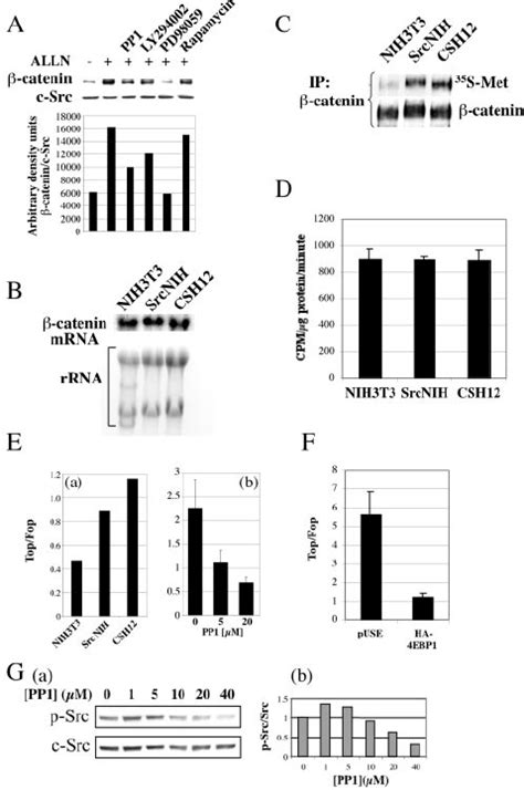 Active Src Enhances The Synthesis Of ␤ Catenin Protein And Increases ␤ Download Scientific