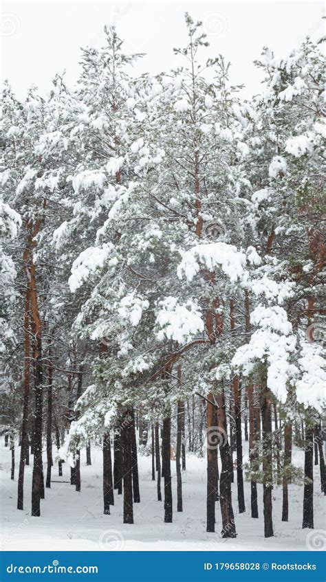 Coniferous Trees in the Snow Stock Photo - Image of branch, hoar: 179658028