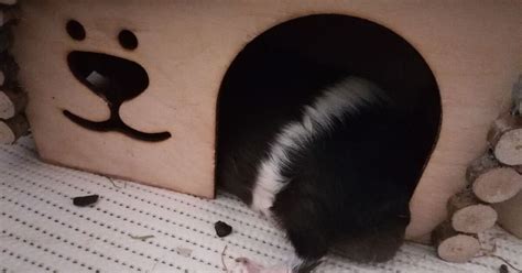 Свиная лапка | Пикабу