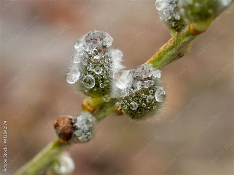 Salix Caprea Willow Catkin With Rain Drops Salix Caprea Known As Goat Willow Pussy Willow Or