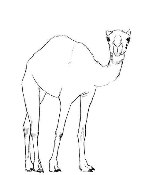 How To Draw A Camel Drawing Lessons