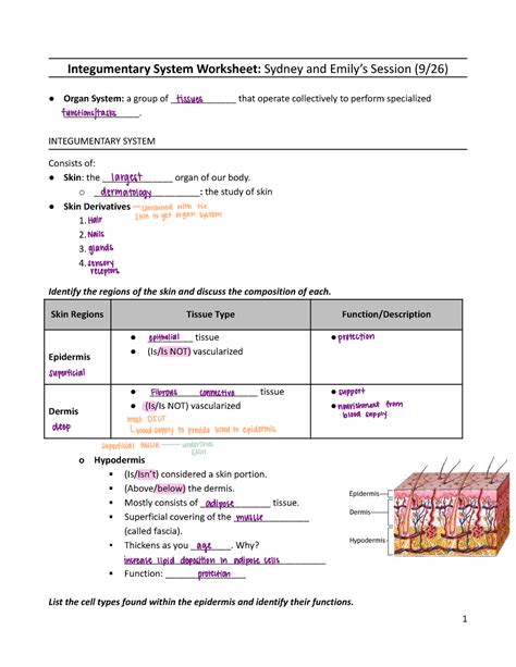 Integumentary System Pal Notes Integumentary System Worksheet Sydney And Emily’s Session 9