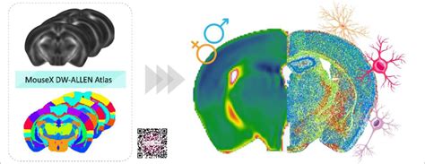 Sex Matters The Mousex Dw Allen Atlas For Mice Diffusion Weighted Mr