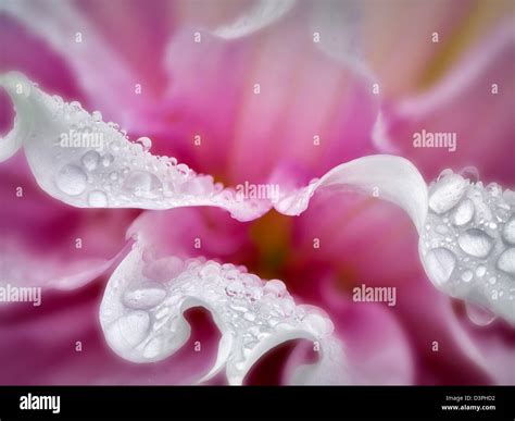 Dahlia Gitts Perfection Close Up Oregon Stock Photo Alamy