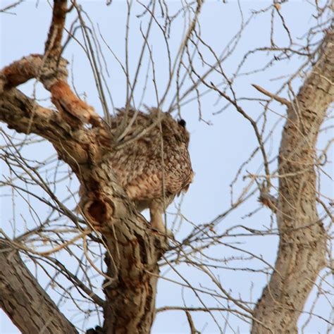 Great Horned Owl Feathers - Bird Watching Academy