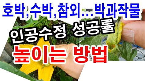 호박수박참외 박과작물 수정 성공률 높이는 방법호박재배수박재배참외재배호박 인공수분 수박 인공수분 참외 인공수분