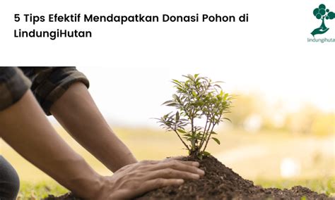 Pohon Kurma Ciri Ciri Asal 13 Jenis Habitat Dan Manfaat Blog