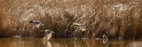 Drought Land Development Take Their Toll On The Valley’s Natural Habitats Alamosa Citizen