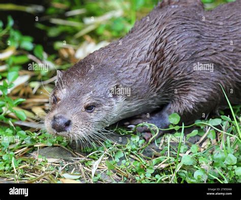 La Nutria Eurasi Tica Lutra Lutra Tambi N Conocida Como Nutria