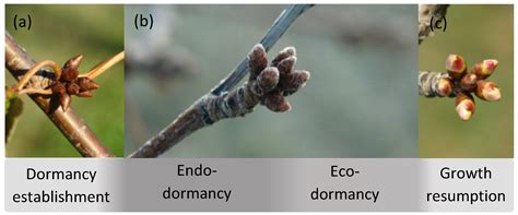 Agronomy Free Full Text A Conceptual Framework For Winter Dormancy In Deciduous Trees