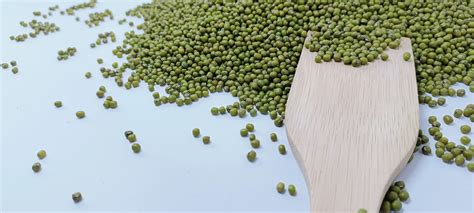 Ethiopian Green Mung Beans Crop Bright Green Handpicked And