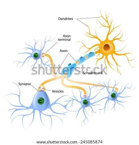 Neurotransmitter Release Mechanisms. Neurotransmitters Are Packaged ...