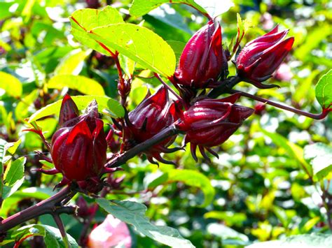 Hibiscus Sabdariffa Seed