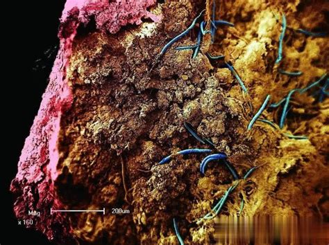 科学家曾找到550万年前洞穴，发现“外星世界”