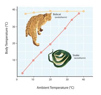 Thermoregulation - Homeostasis