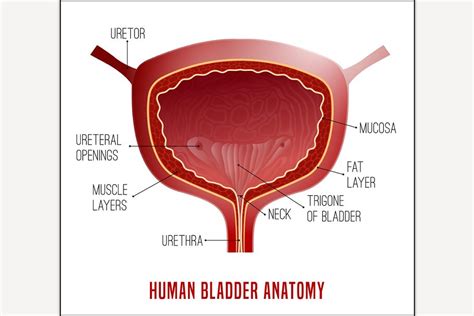 bladder anatomy scheme pre designed photoshop graphics creative market