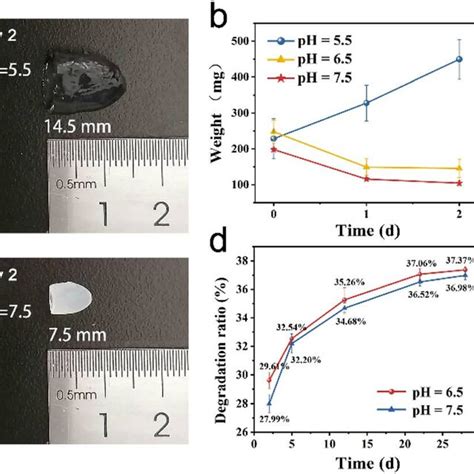 In Vitro Degradation Properties Of Cs Peg Hydrogel And Cs Peg Phmb