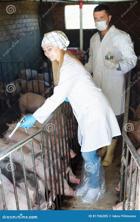 Veterinarians To Make Injection To Pigs Stock Image Image Of Hygiene