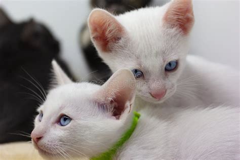 White Kittens with Blue Eyes with White Background Stock Photo - Image of lovable, mascot: 213839672