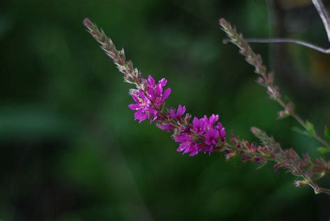 Purple Loosestrife Flower Plant Free Photo On Pixabay