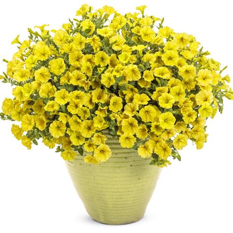 Supertunia Mini Vista Yellow Petunia Hybrid Proven Winners