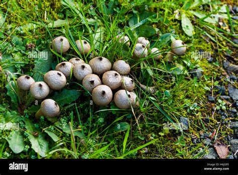 Puff Ball Fungi Hi Res Stock Photography And Images Alamy