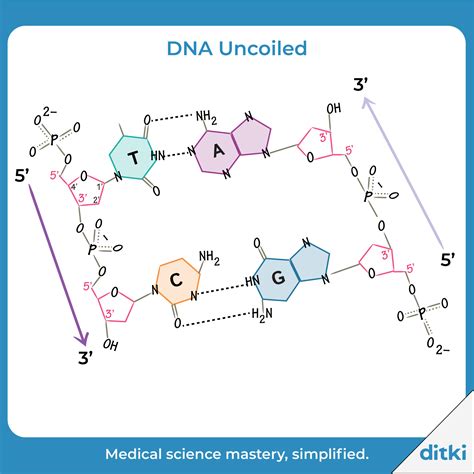 Mcat Alert What Are The Main Components Of Dna Get Answers