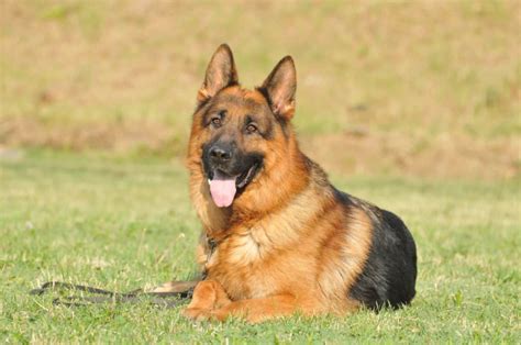 Los Mejores Perros Guardianes Para Proteger Su Hogar Y Su Familia