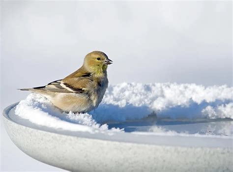 The 6 Best Heated Bird Baths To Try This Winter 2019 Bird Watching Hq