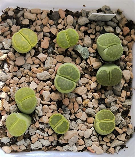 Plant Succulent Lithops C56A L Julii Ssp Fulleri V FulleriFullergreen