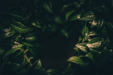 Dark Green Theme Wallpaper