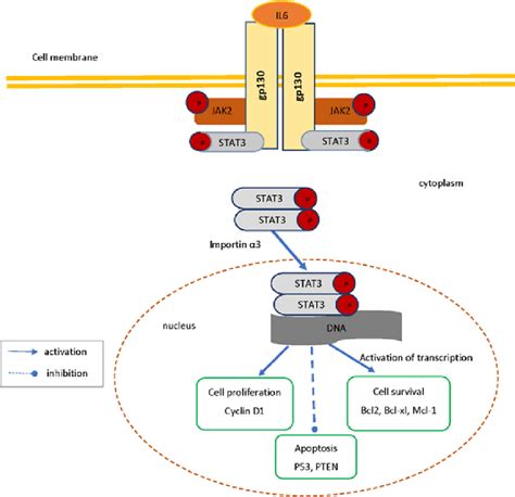 A Schematic Presentation Of Gp 130jak2stat3 Signaling Pathway