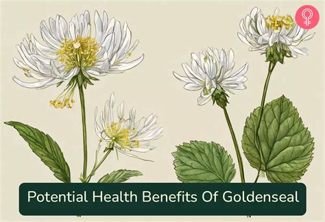 9 Potential Health Benefits Of Goldenseal