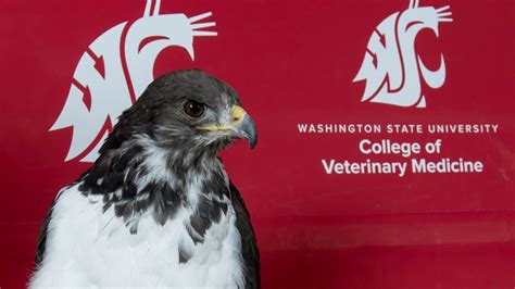 Seahawks mascot Taima recovering after surgery at WSU | FOX 13 Seattle