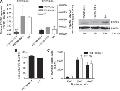 Impact Of Fibroblast Growth Factor Receptor 3b Fgfr3b Knockdown On