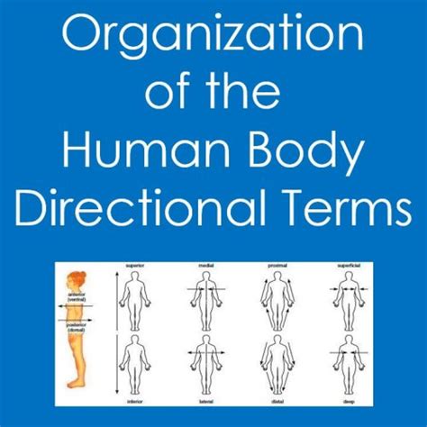 Directional Terms Worksheet Anatomy Biology Health Sciences Organization Worksheets Library