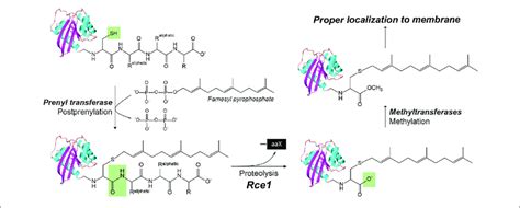 | The posttranslational modification of proteins with a C-terminus CAAX ... 