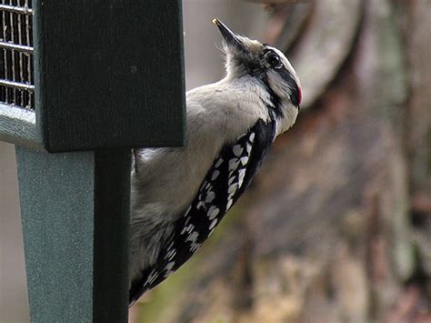 Hairy Woodpecker