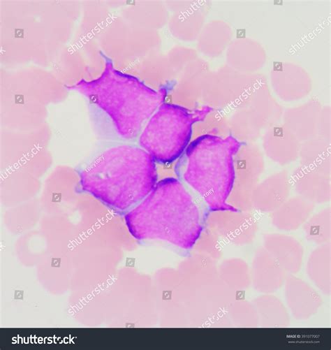 111 Stem Cell Precursor Images, Stock Photos & Vectors | Shutterstock