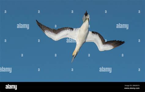 Cape Gannet Morus Capensis Diving For Fish During Annual Sardine Run