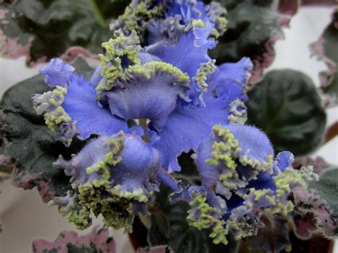 ЕК-МОРСКИЕ ЕЖИ