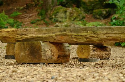 Free Images Nature Forest Wood Leaf Flower Seat Trunk Soil