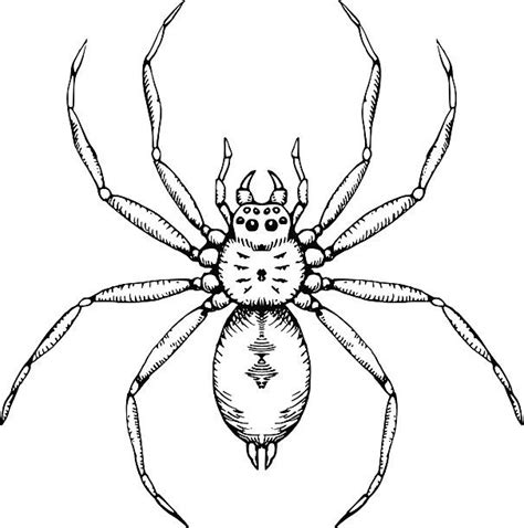 Black And White Spider Illustrations Royalty Free Vector Graphics