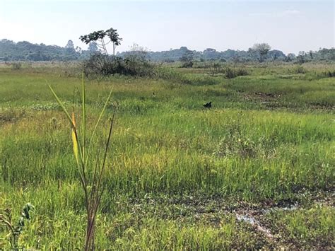 Bioparque Pantanal Entra Na Lista Anual Dos Melhores Lugares Do Mundo